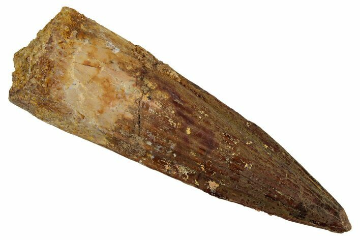 Fossil Spinosaurus Tooth - Nice Tip #242222